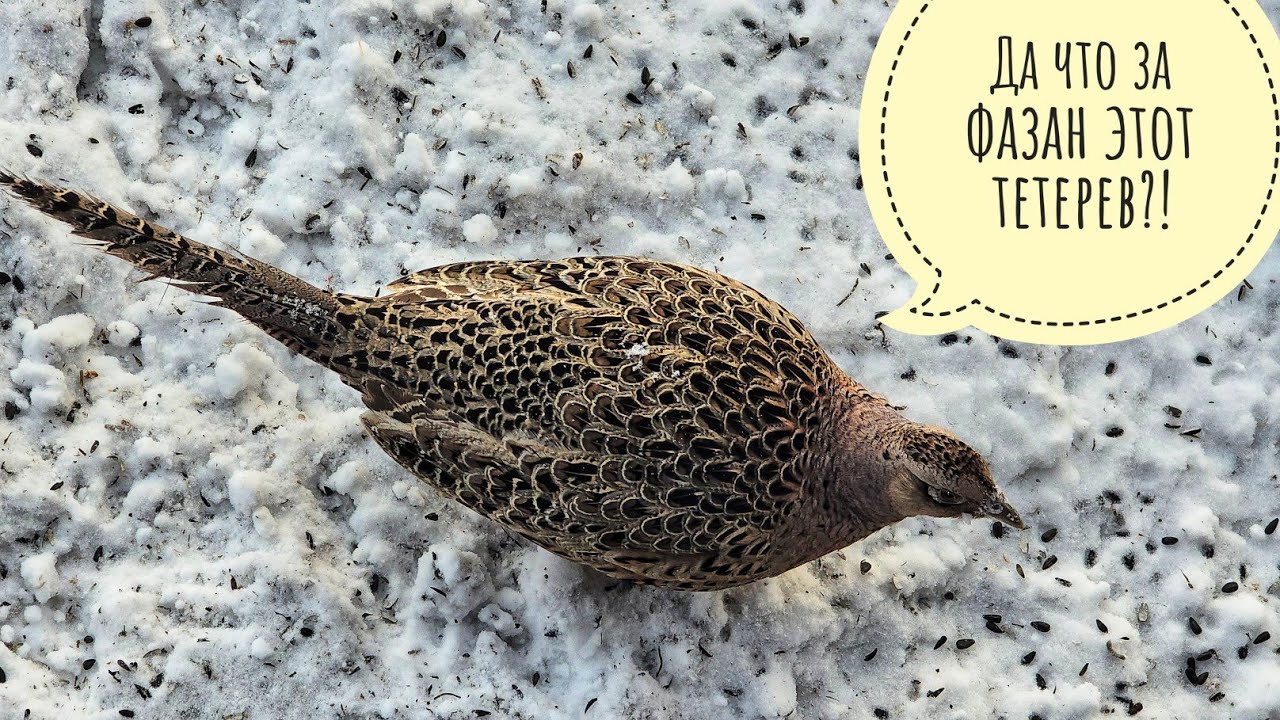 Айва прекрасная Айва прекрасная