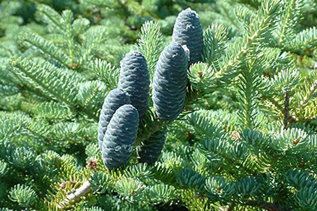 Пихта бальзамическая