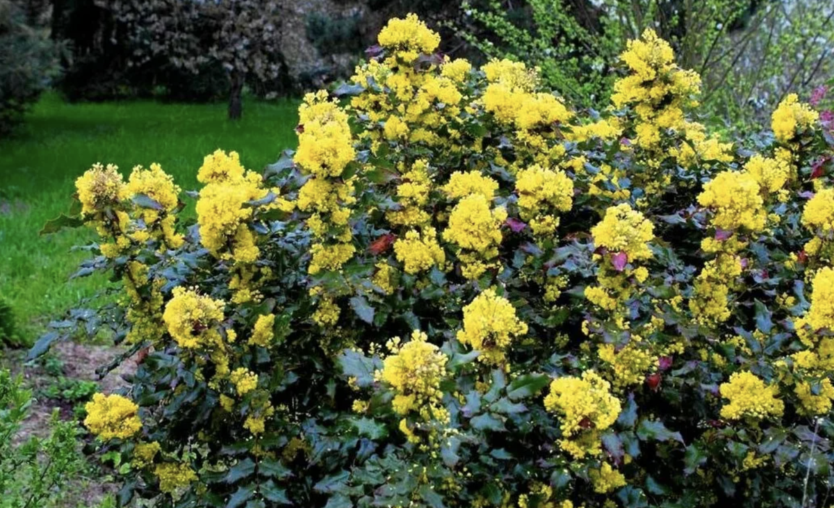 Магония падуболистная