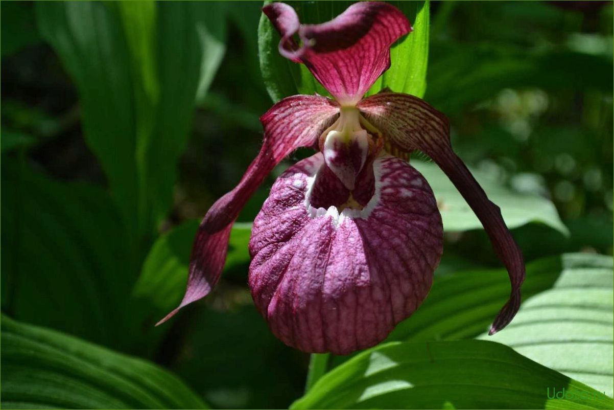 Башмачок Генри