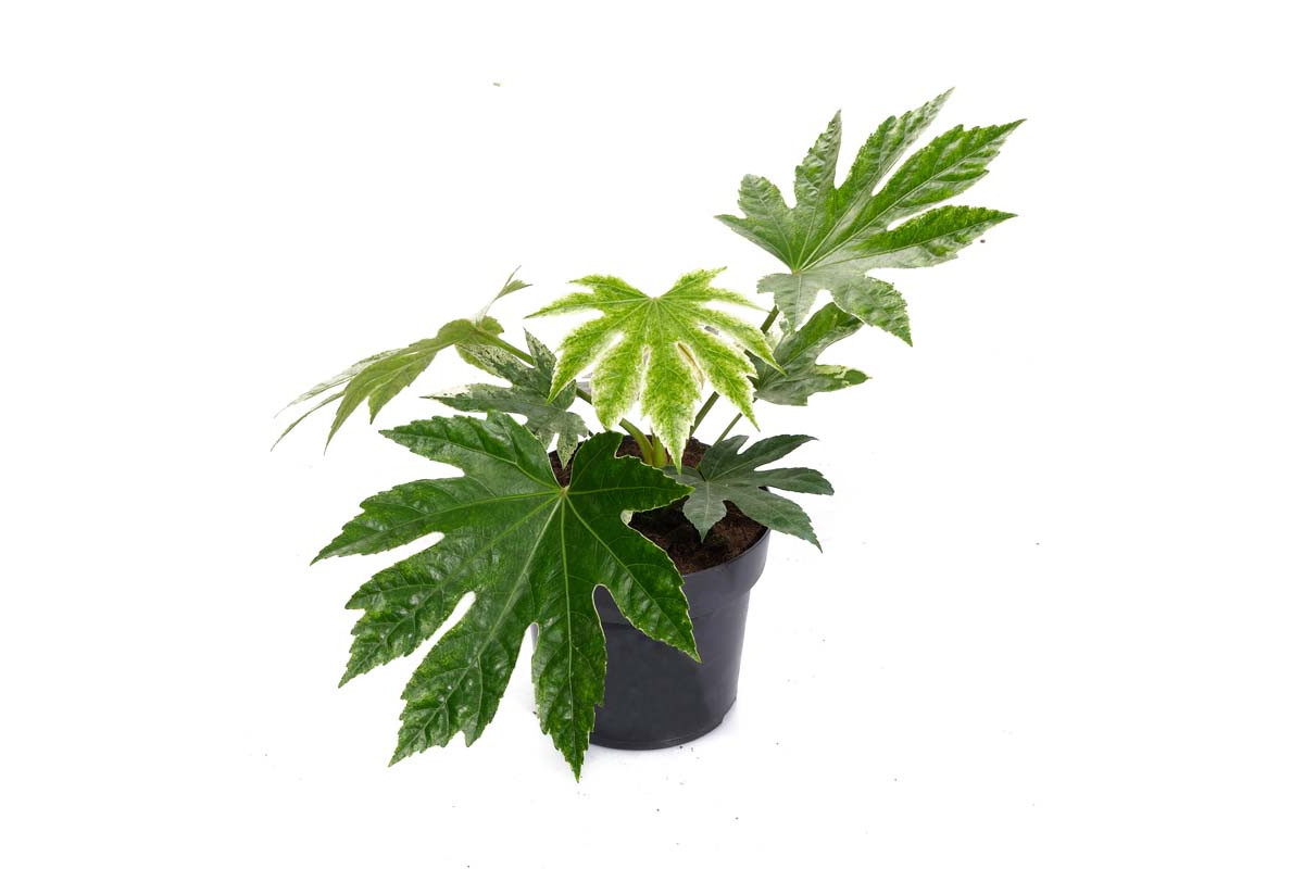 Каштан японский