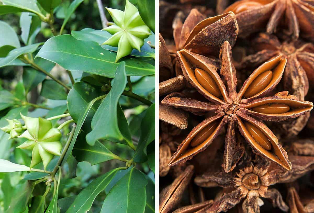 Бадьян мелкоцветковый