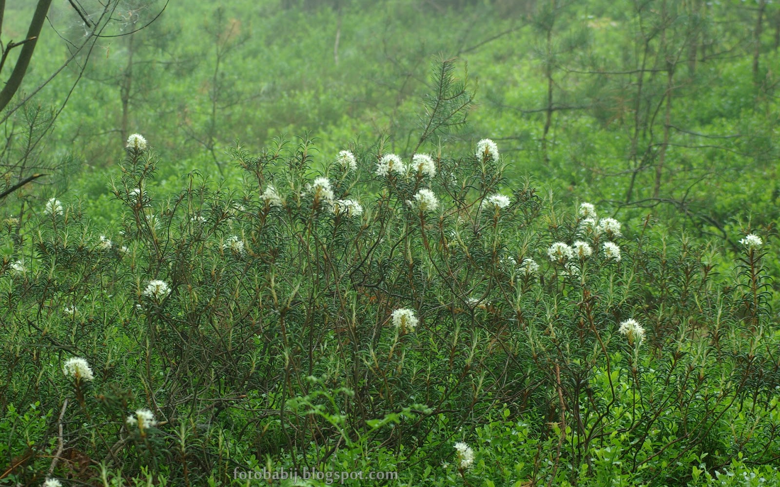 Багульник стелющийся Багульник стелющийся
