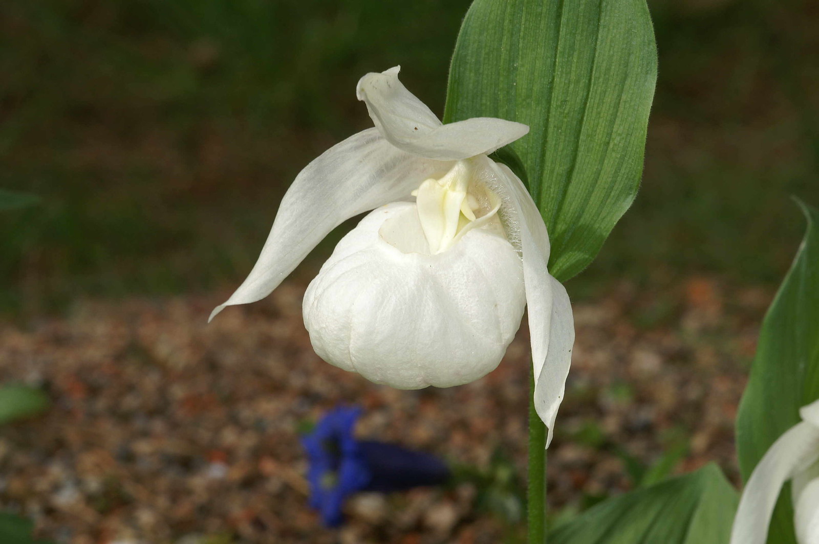 Башмачок белоснежный Башмачок белоснежный