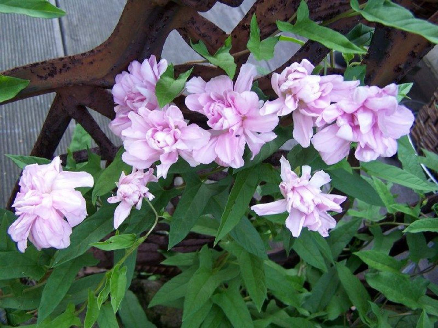 Калистегия японская