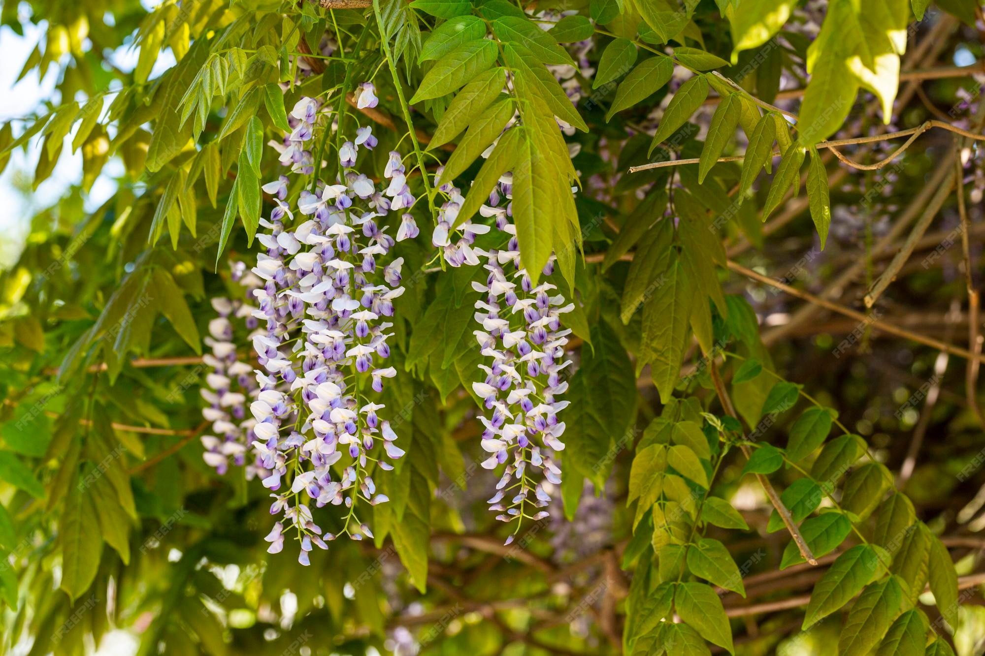 Глициния Глициния