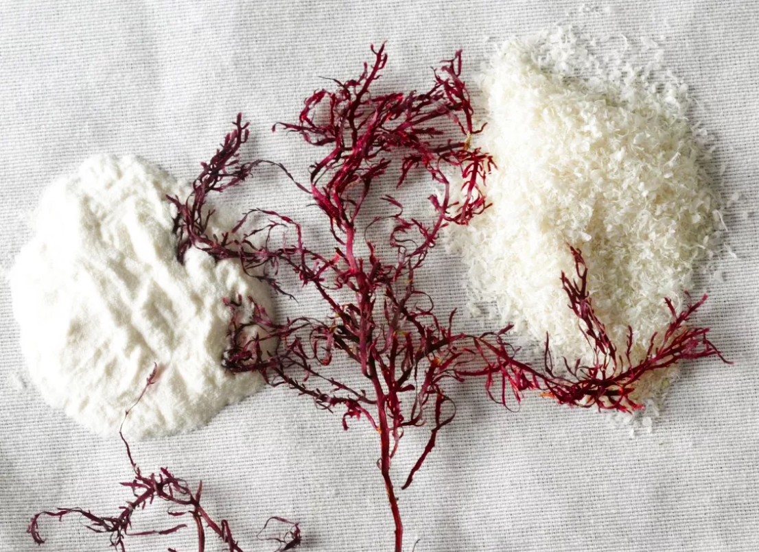 Бангия Бангия