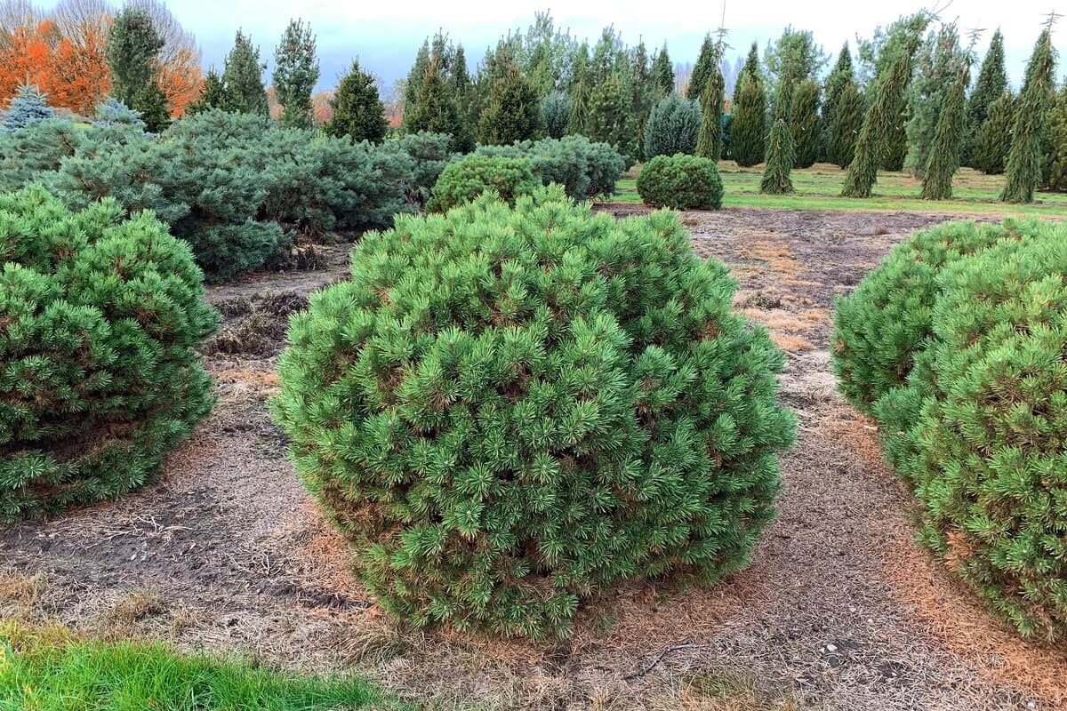 Сосна горная