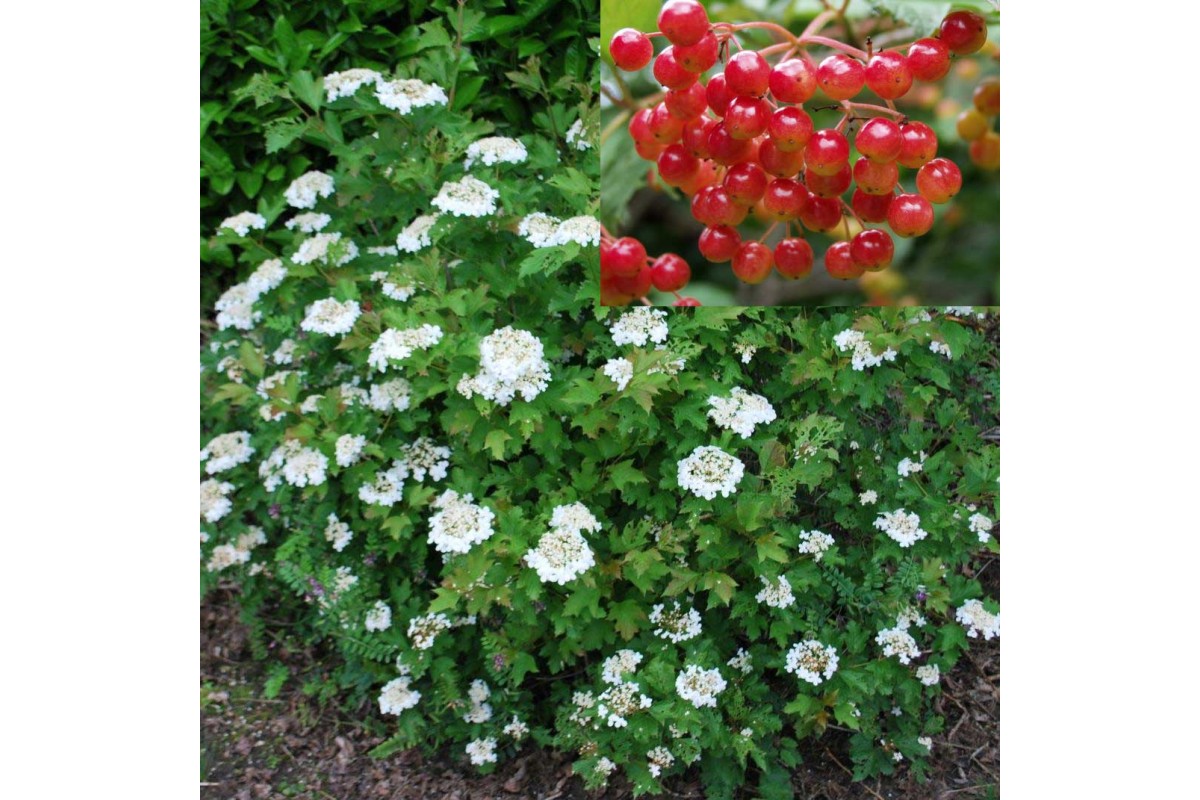 Калина сливолистная