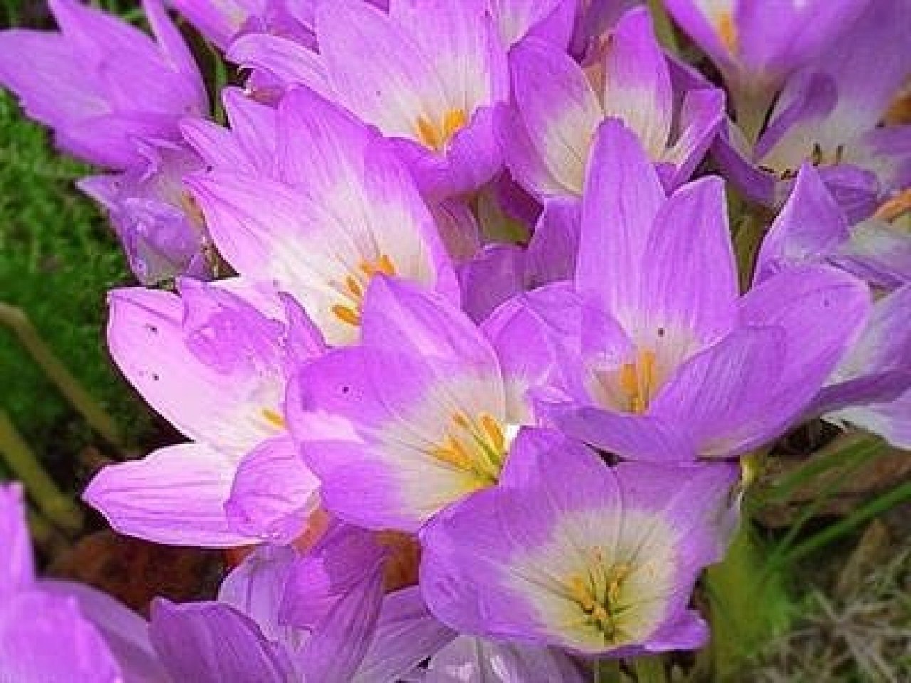 Безвременник великолепный Безвременник великолепный