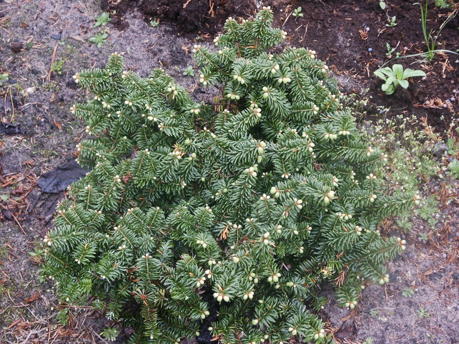 Пихта бальзамическая