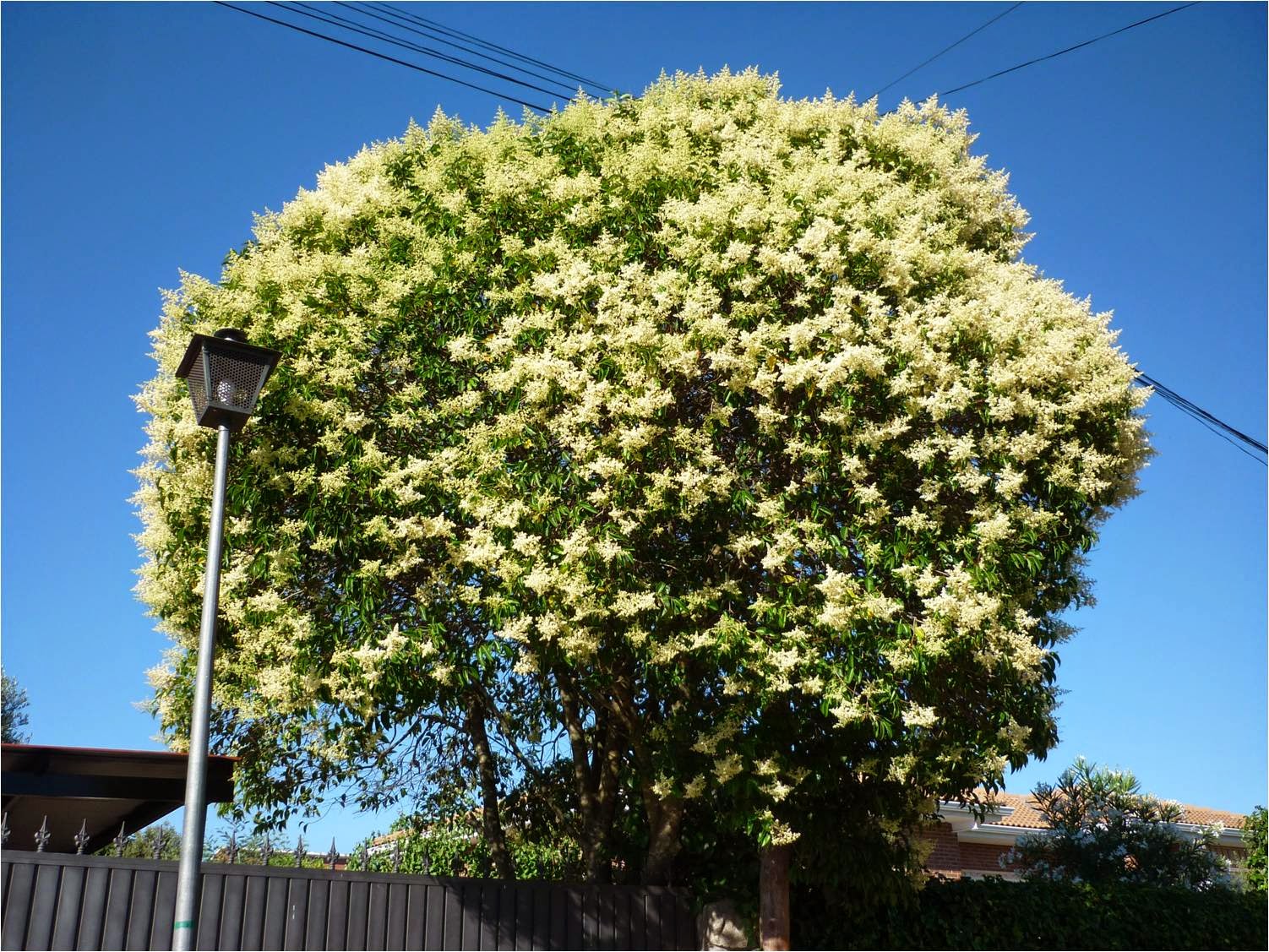 Бирючина блестящая Бирючина блестящая