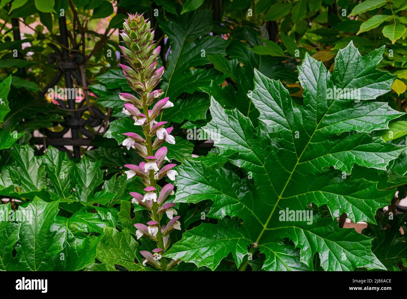 Аканта Аканта