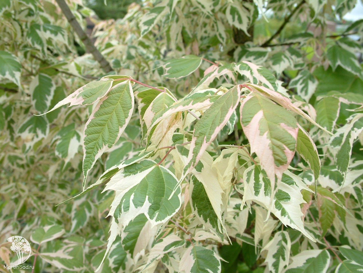 Клён ясенелистный