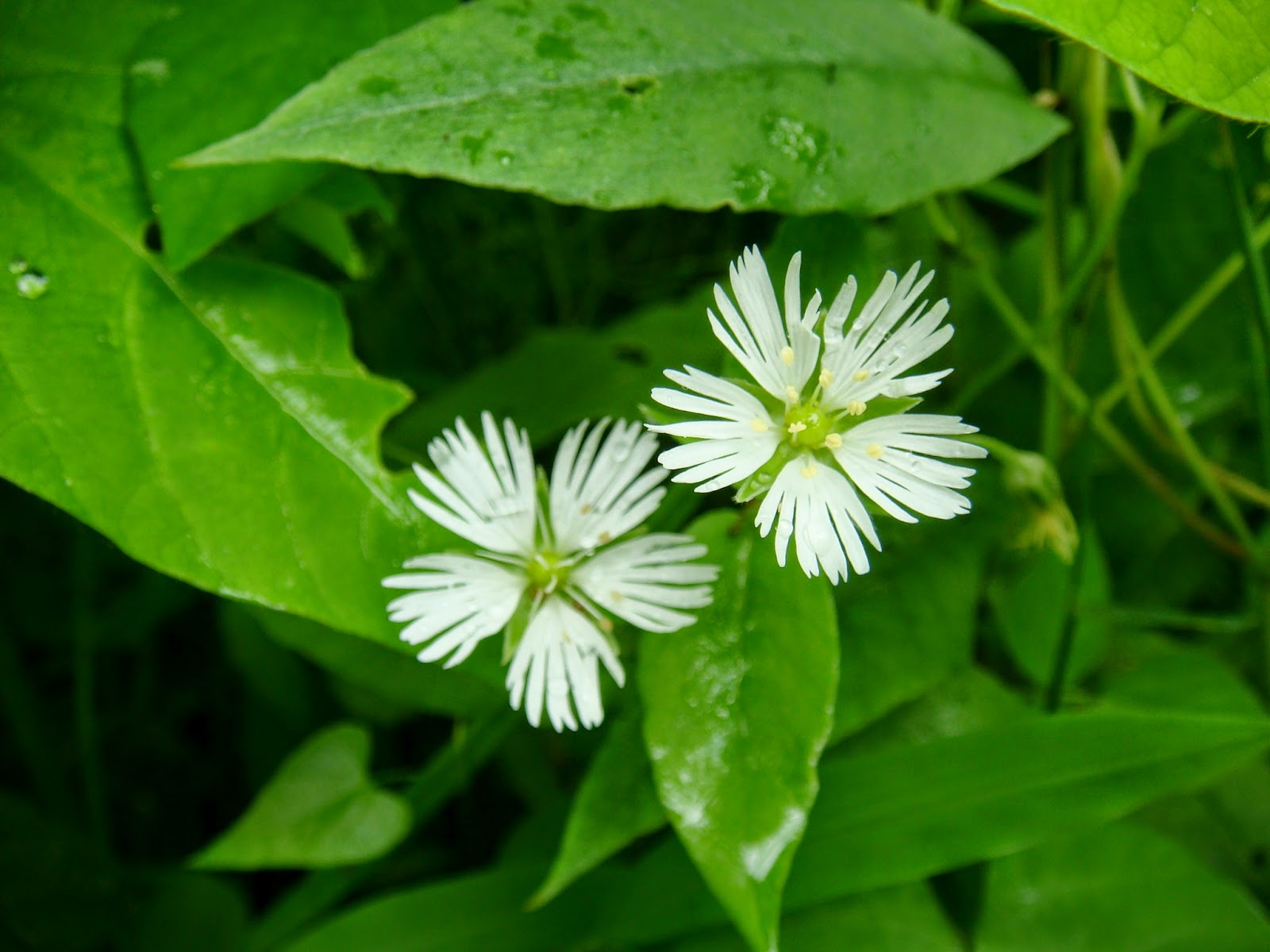 Бахромчатолепестник лучистый