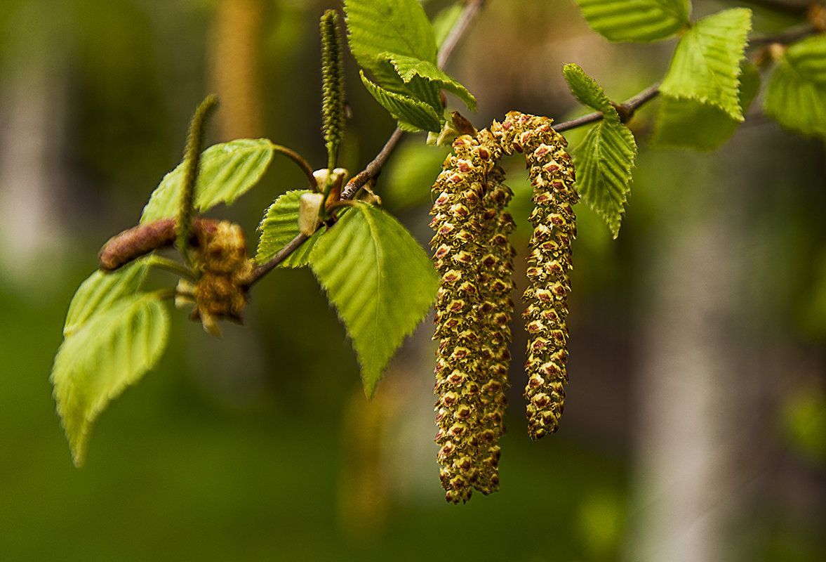 Береза вишневая