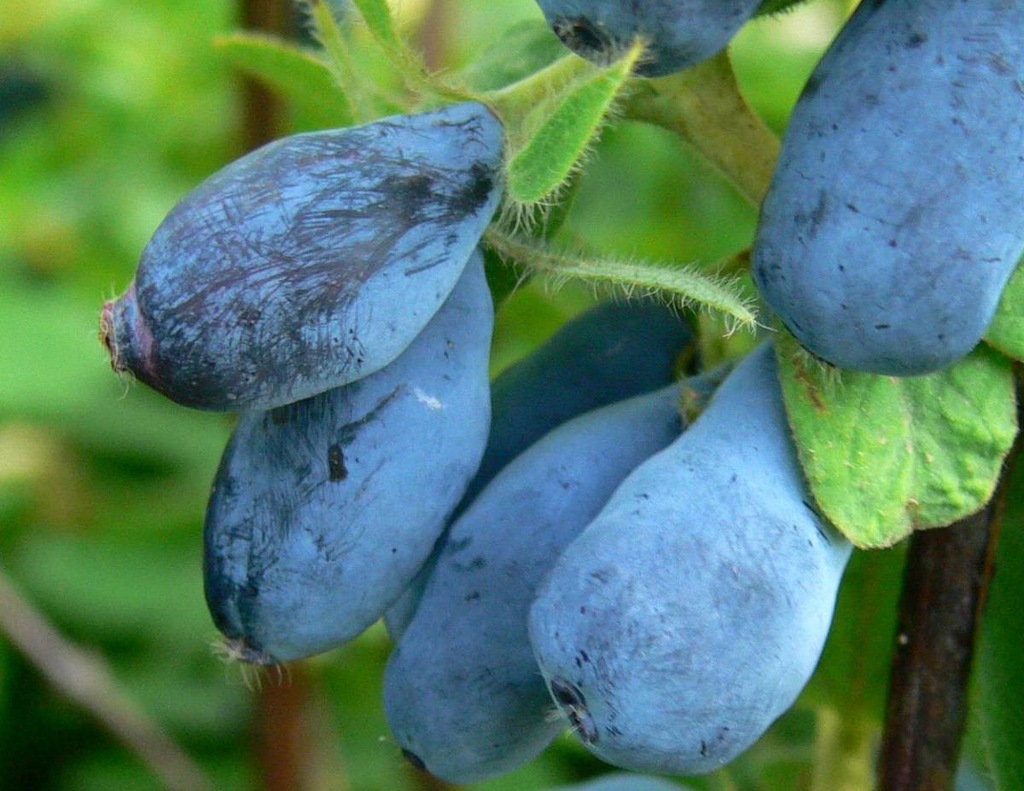 Жимолость камчатская