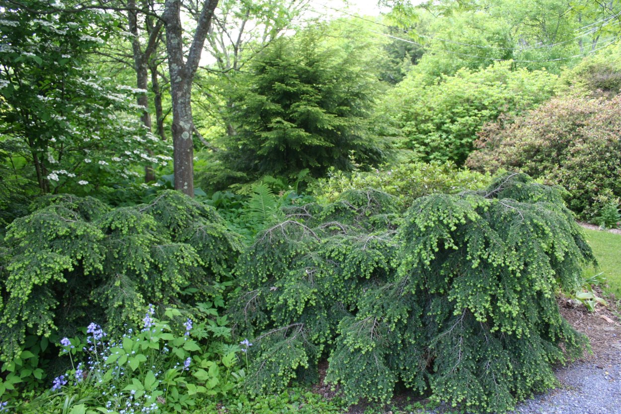 Тсуга Тсуга