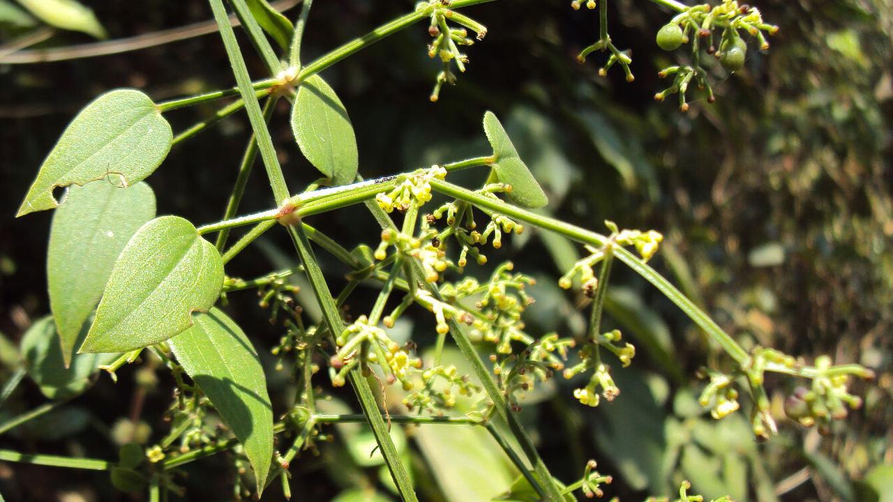 Балиоспермум Балиоспермум