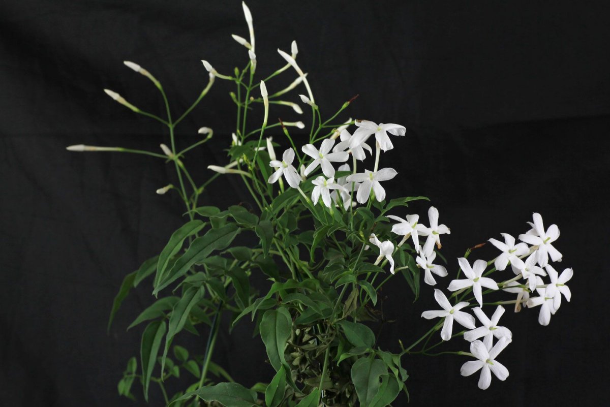 Жасмин многоцветковый Жасмин многоцветковый