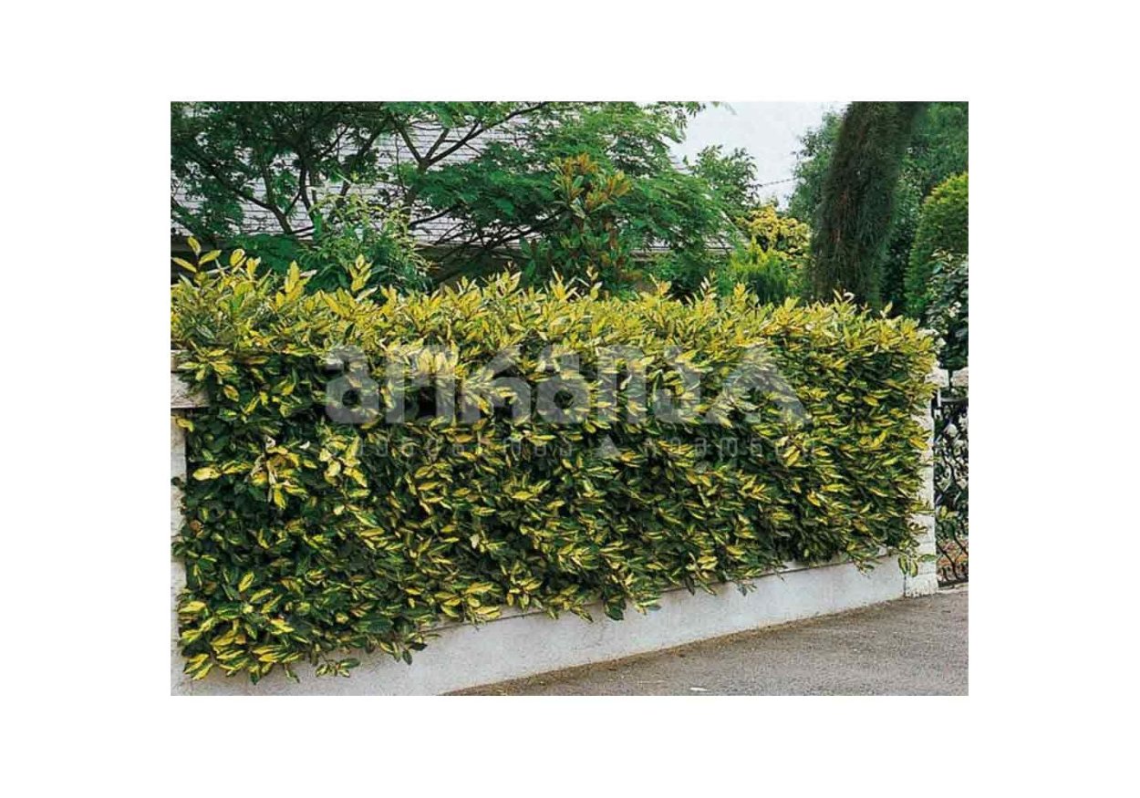 Лох Эббинга