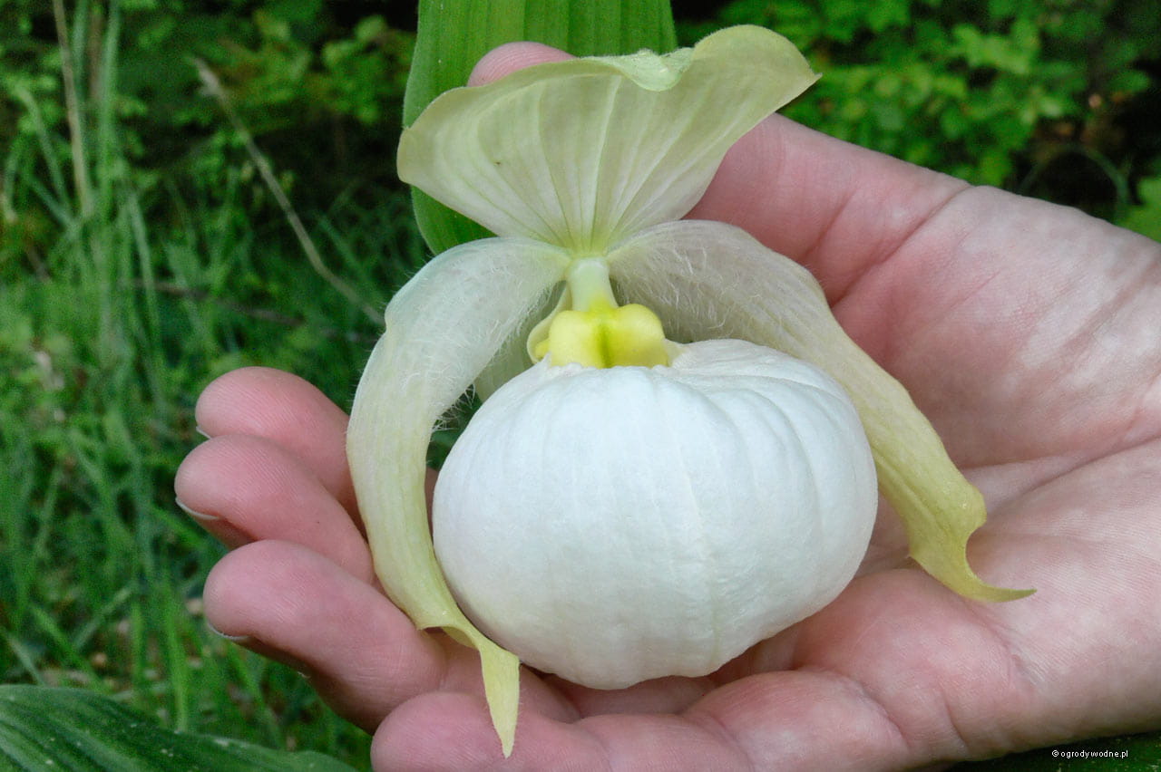 Башмачок белоснежный Башмачок белоснежный