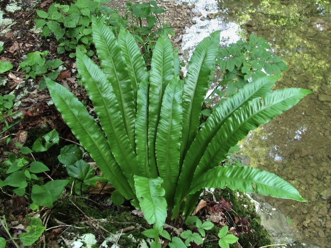 Баланофоровые