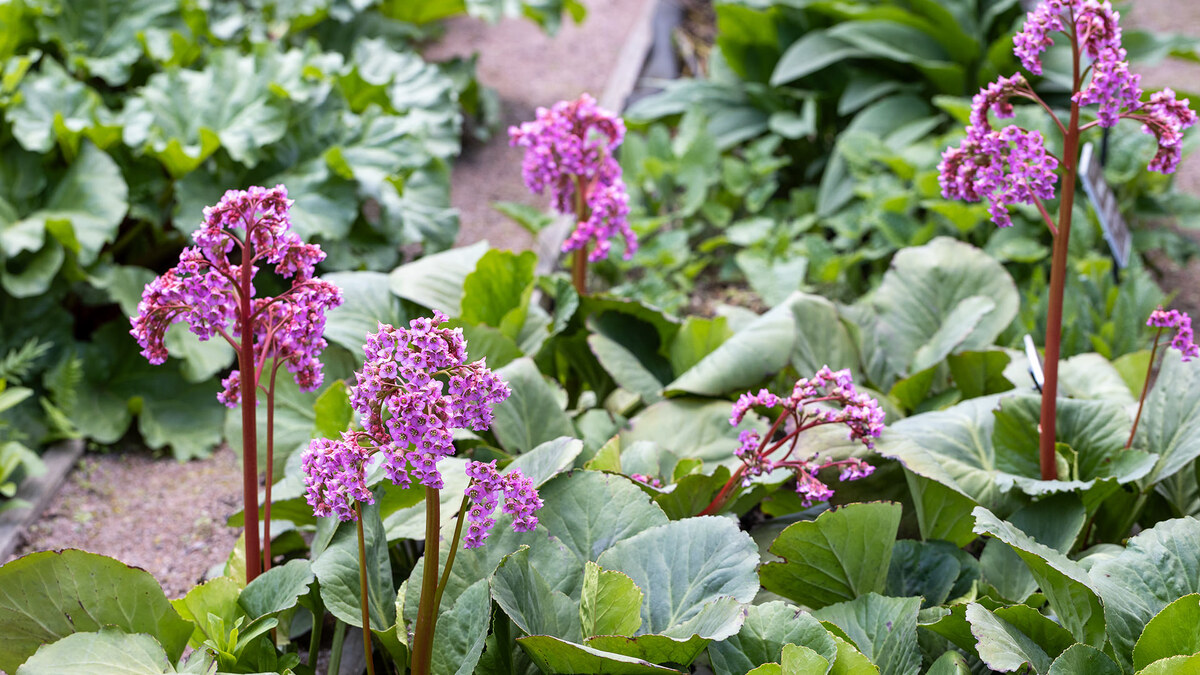 Бадан толстолистный