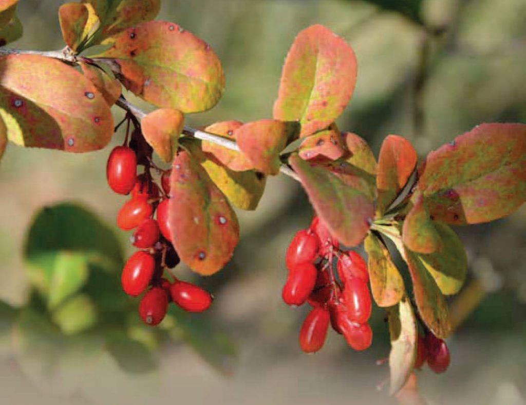 Барбарис колючий Барбарис колючий