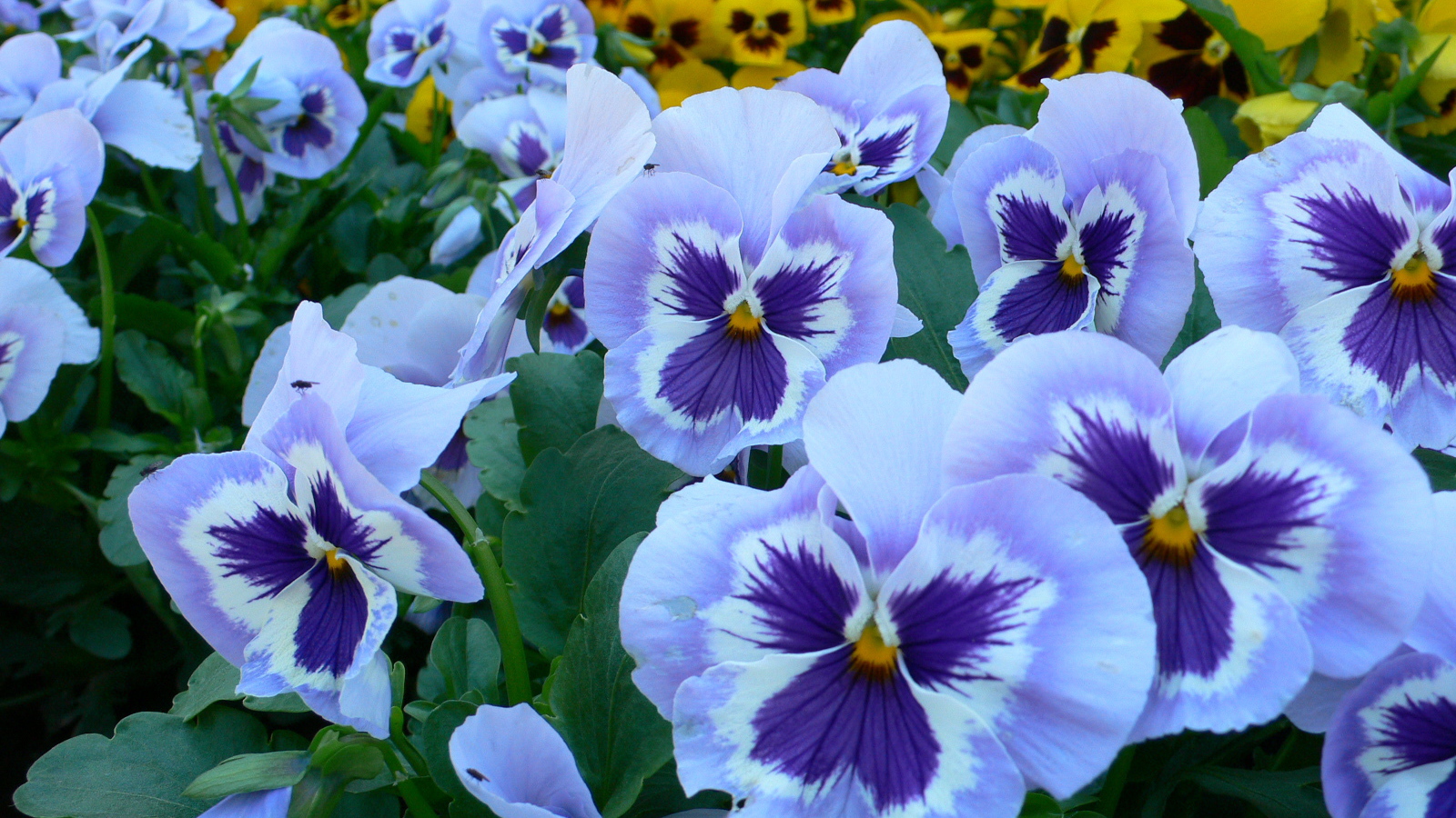 Анютины глазки Анютины глазки