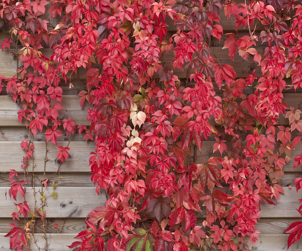 Девичий виноград Энгельмана