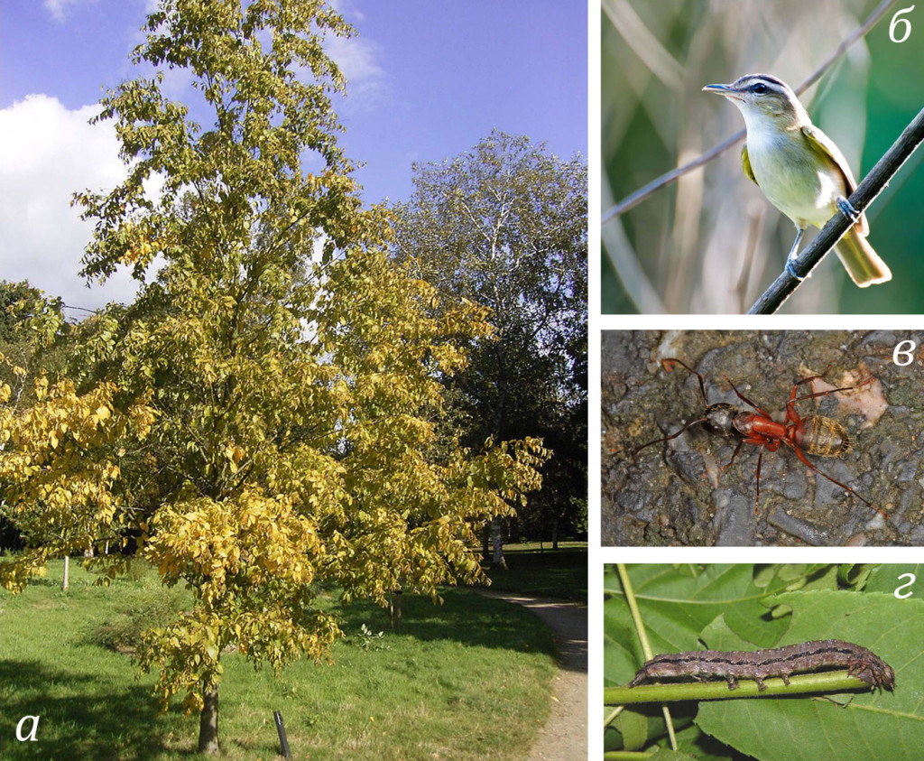 Береза вишневая