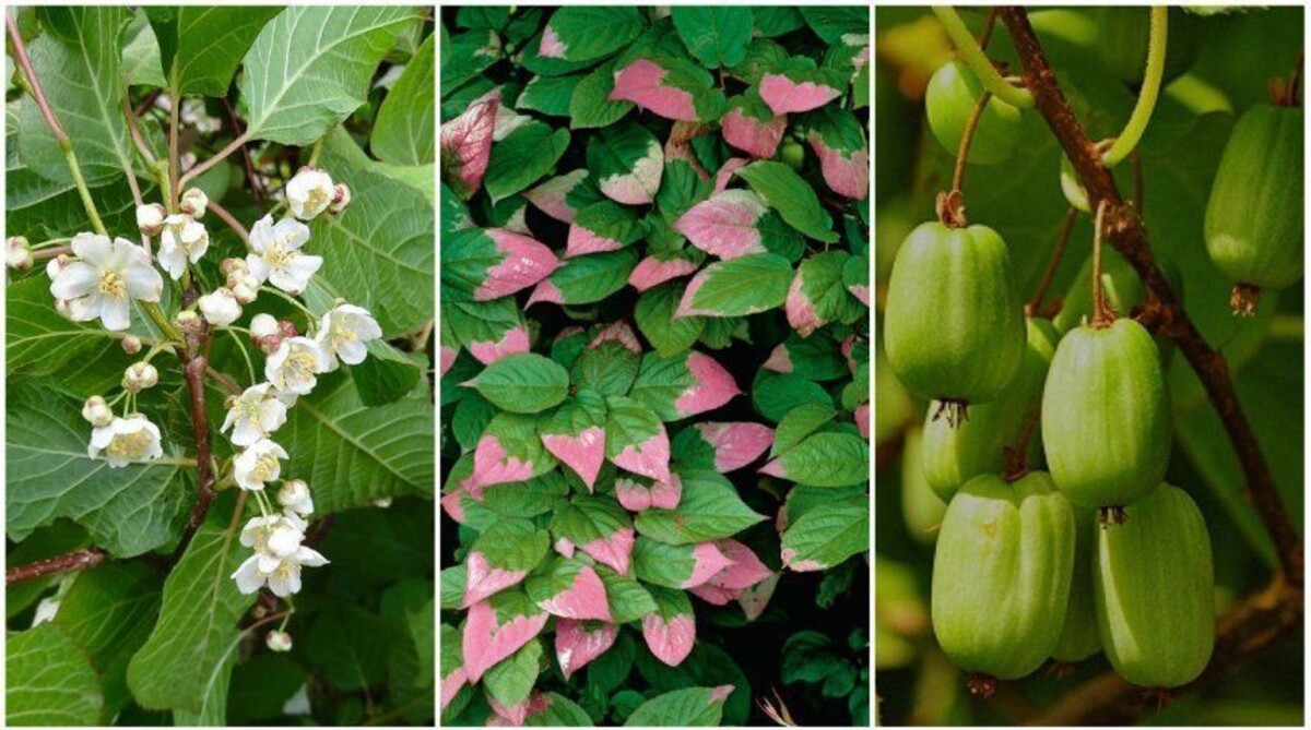 Актинидия полигамная