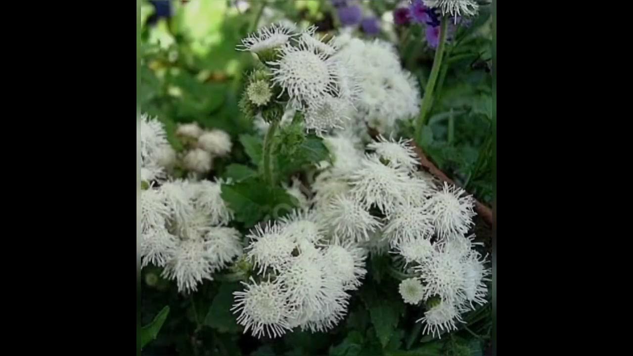 Агератум Агератум