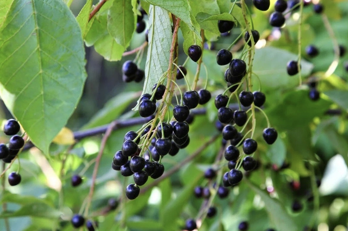 Черемуха сьори