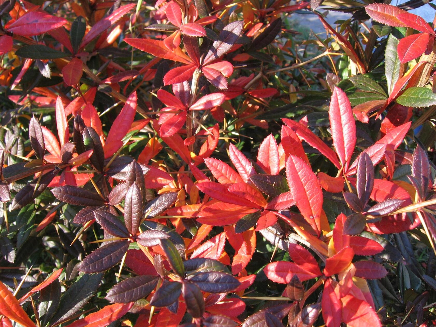 Барбарис Юлианы Барбарис Юлианы