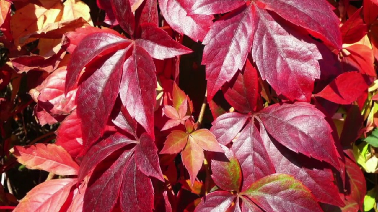 Девичий виноград пурпурный