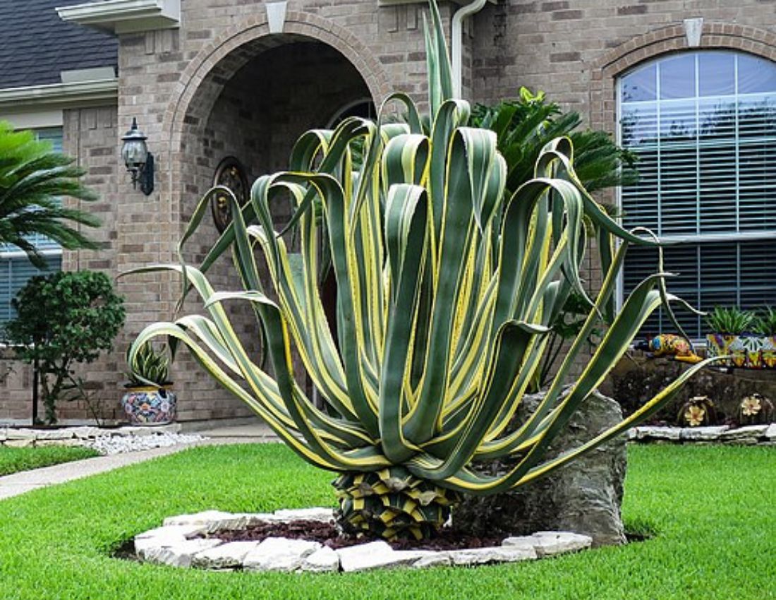 Агава Агава