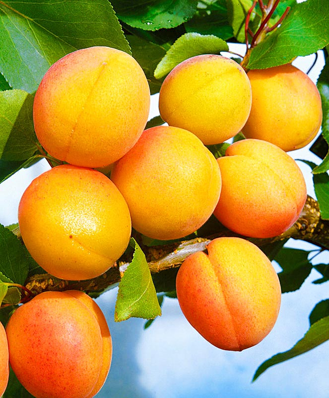 Абрикос обыкновенный