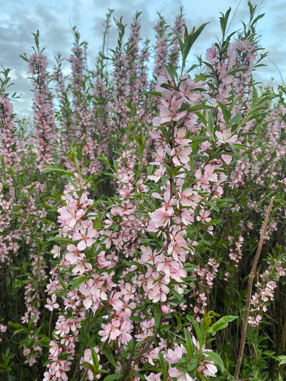 Дикий миндаль