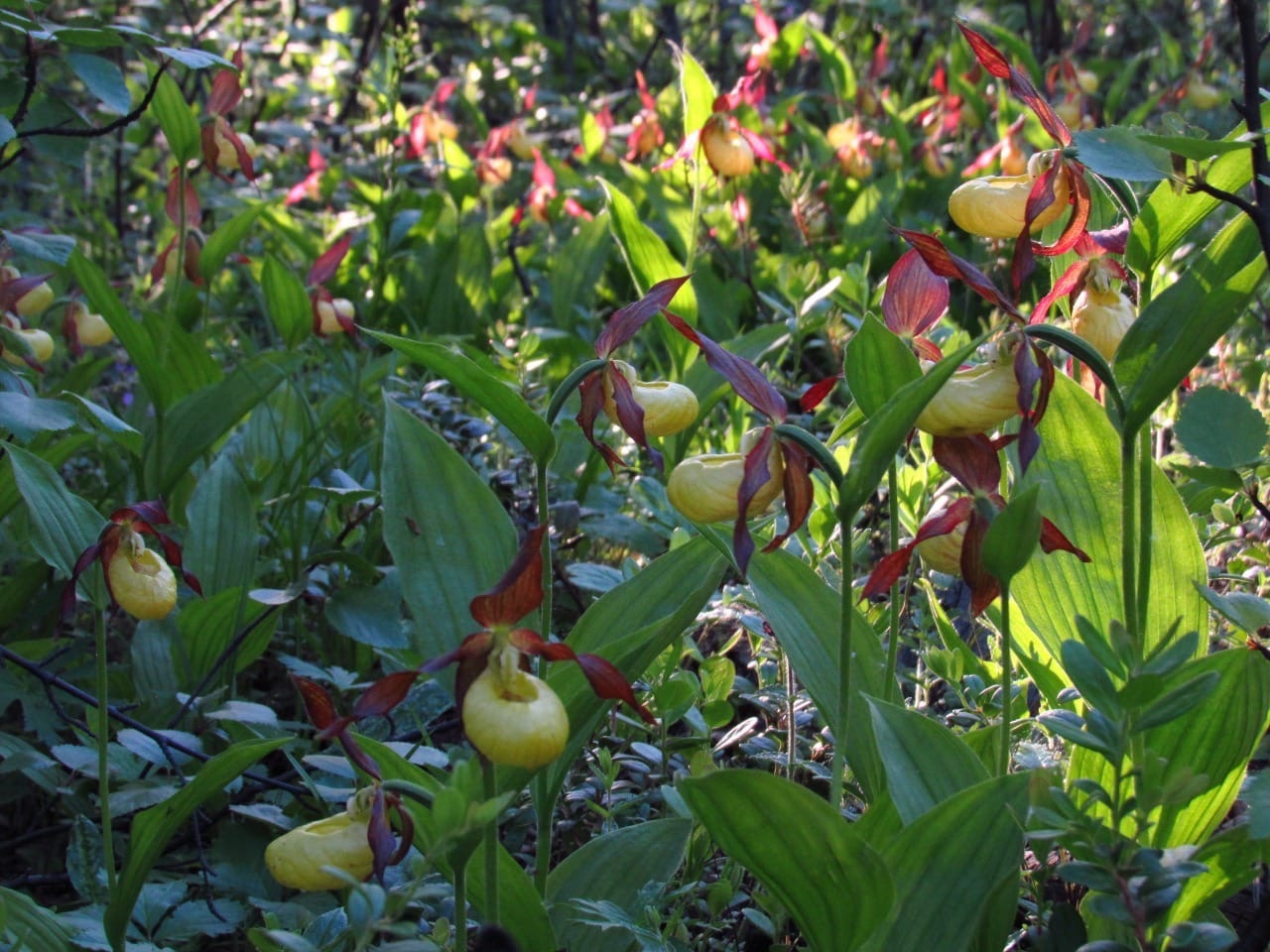 Башмачок мелкоцветковый