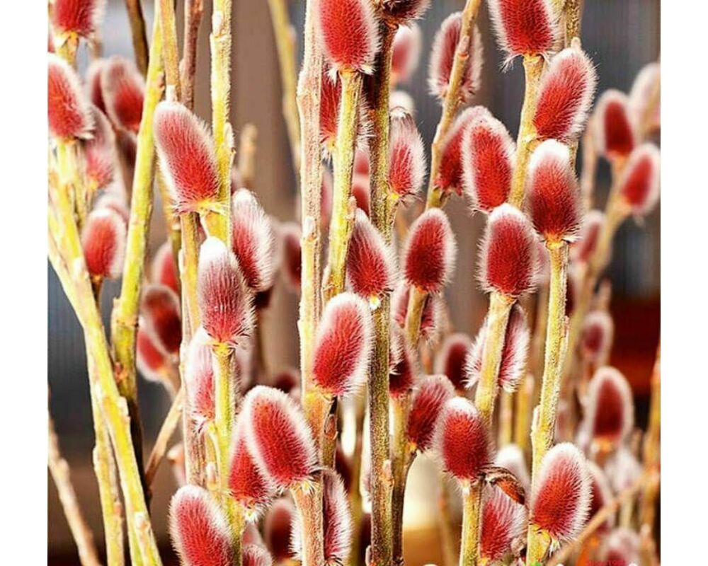 Ива мохнатая