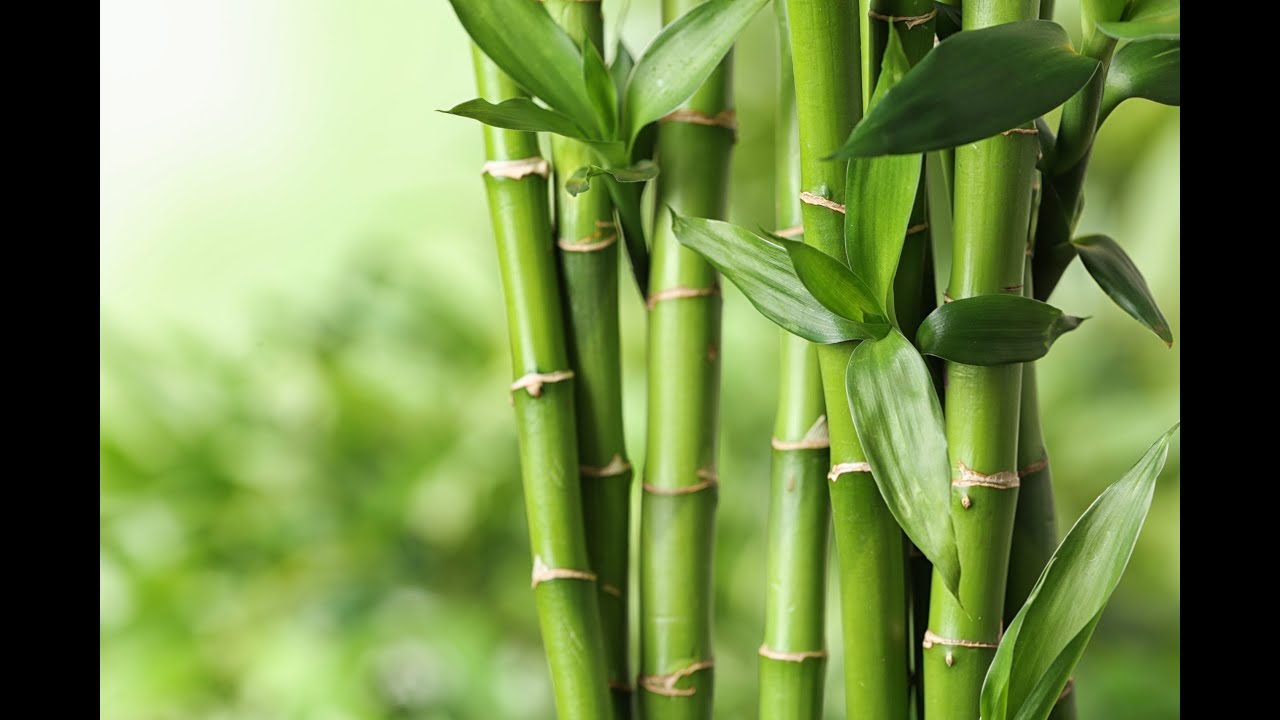 Бамбук обыкновенный
