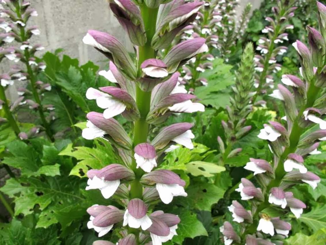 Аканта Аканта