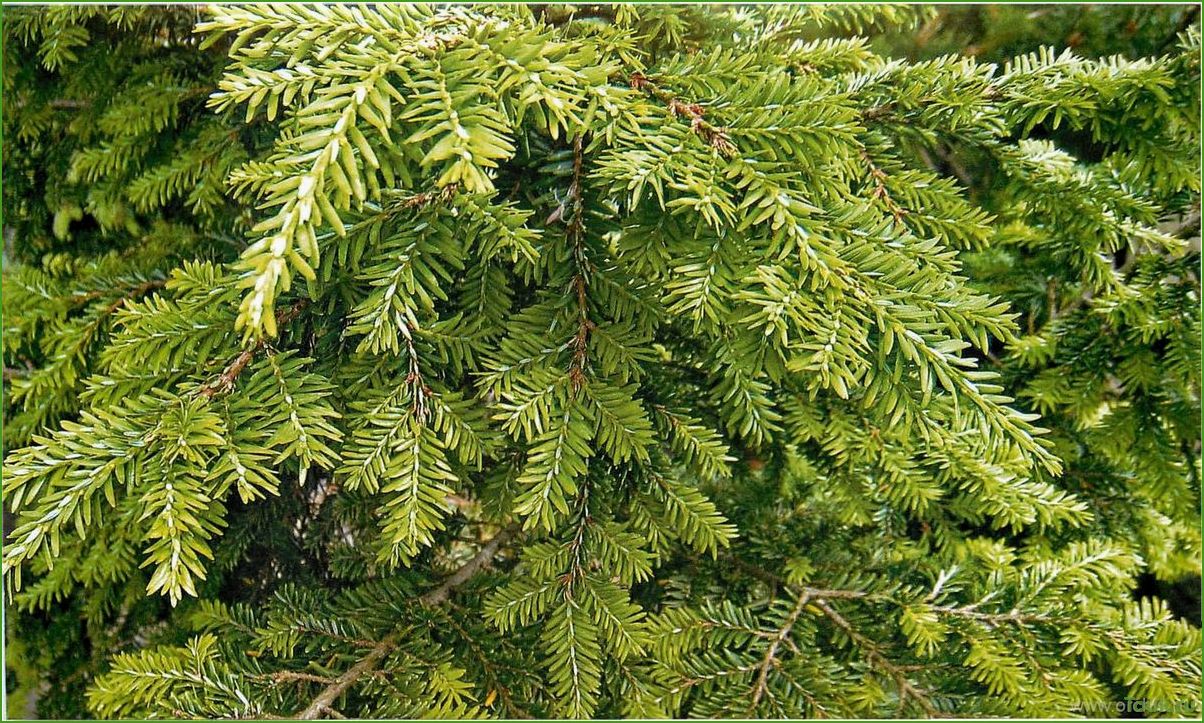 Тсуга Тсуга