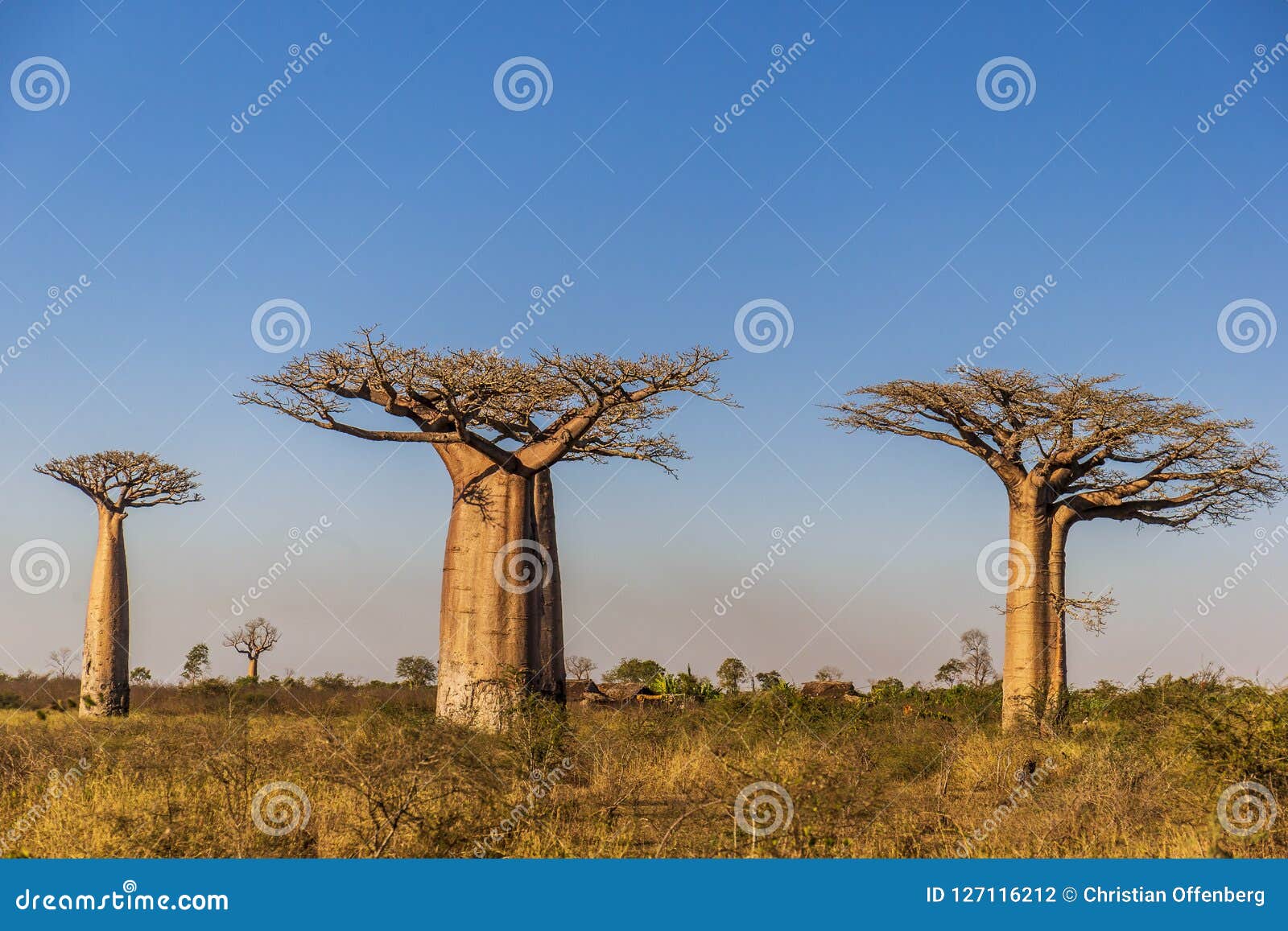 Баобаб африканский