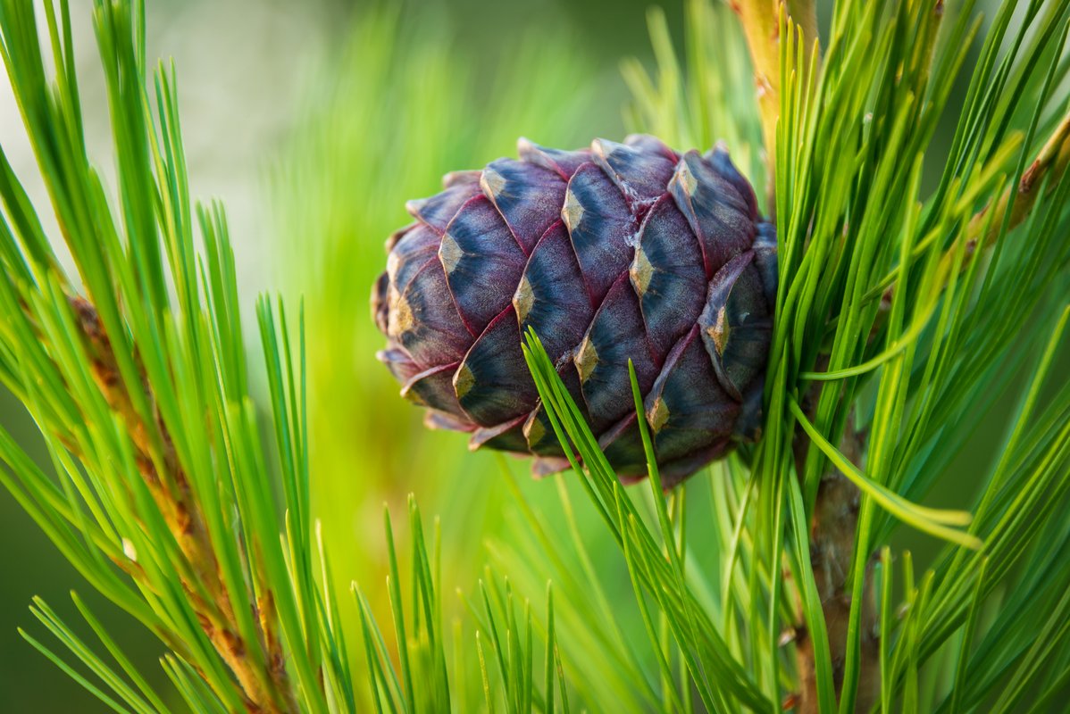 Сосна кедровая сибирская