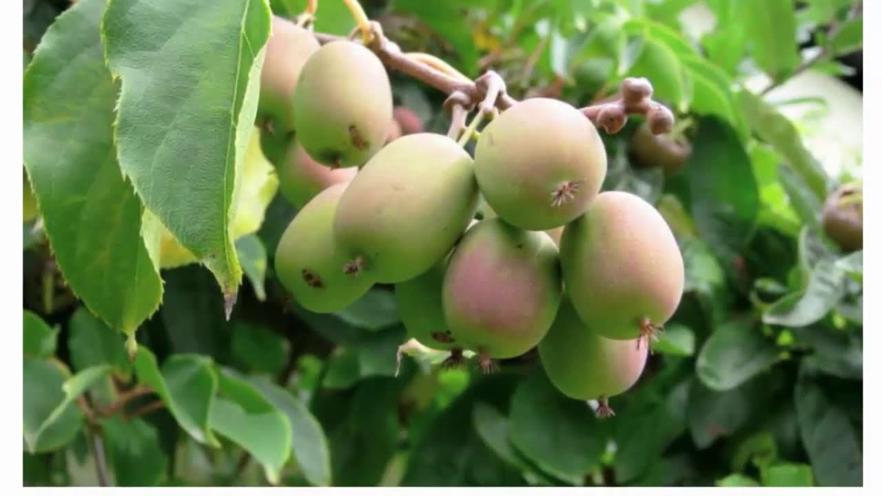 Актинидия острая