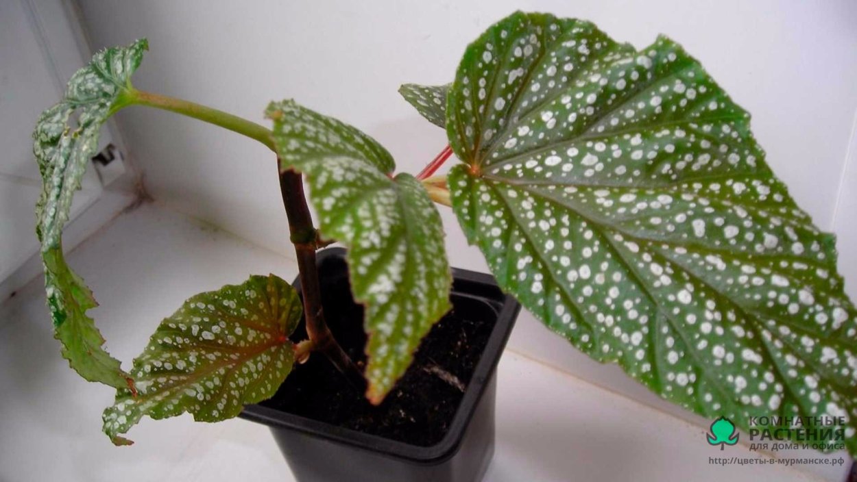 Бегония пятнистая