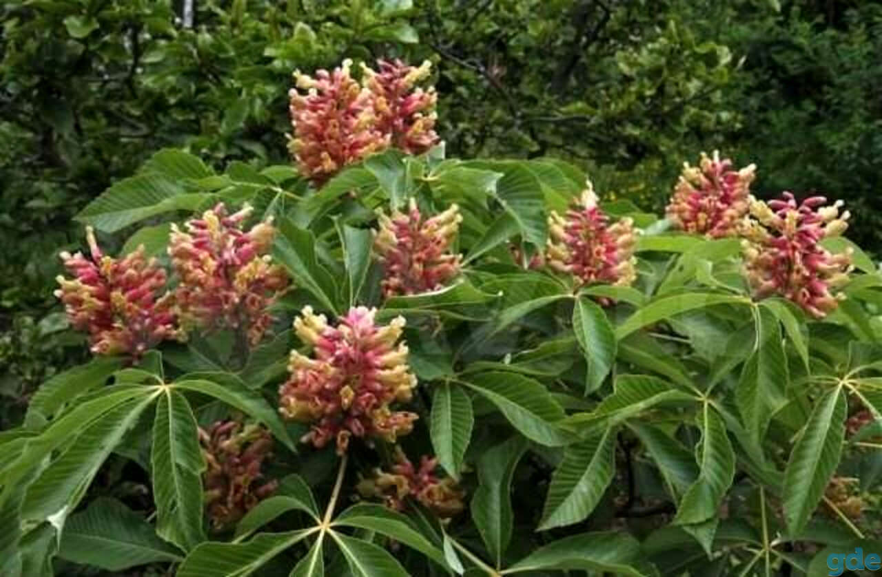 Каштан конский красный Каштан конский красный